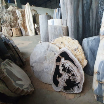 <div style=<ul><li><strong>SPOTLIGHT </strong></li><li>PETRIFIED PLATES</li></div></ul>