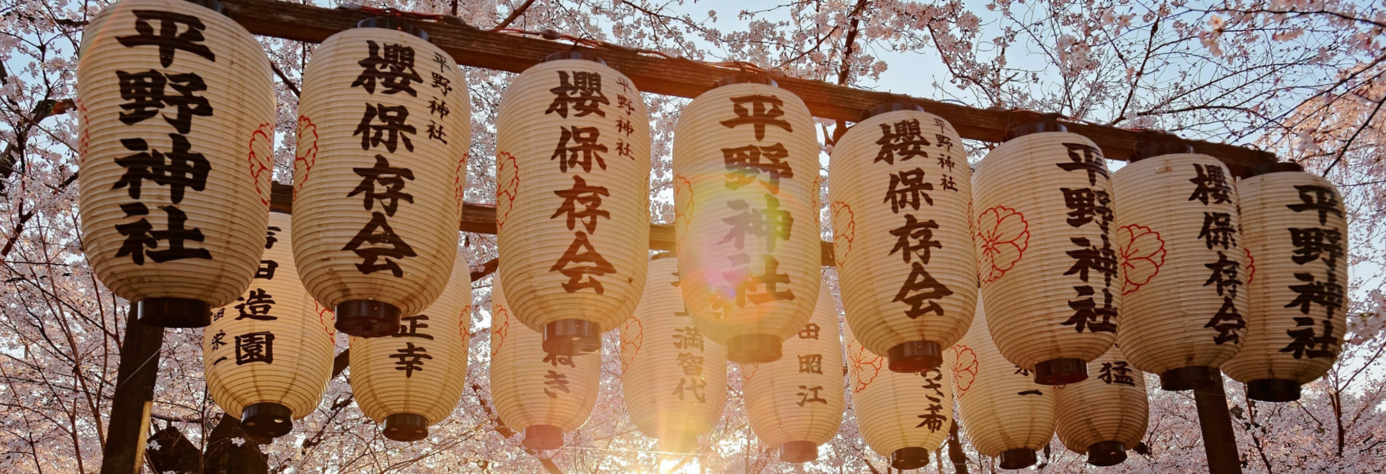 THE SAKURA EDIT