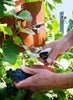 ATELIER DU VIN - L’Atelier Du Vin X Felco - Lifestyle
