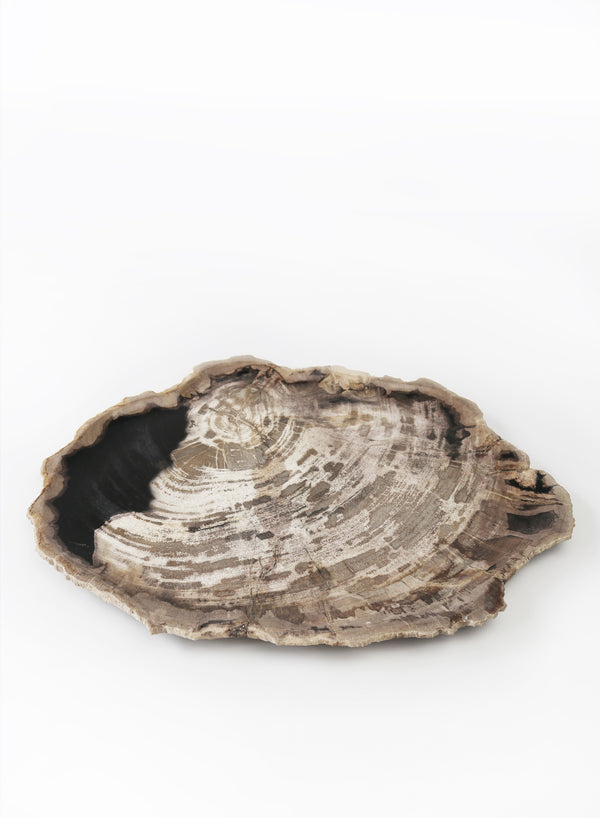 Large Petrified Wood Plate - front 1