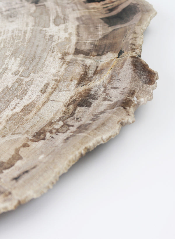 Large Petrified Wood Plate - close up 1