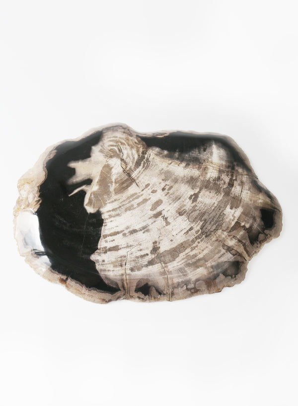 Large Petrified Wood Plate - front 1