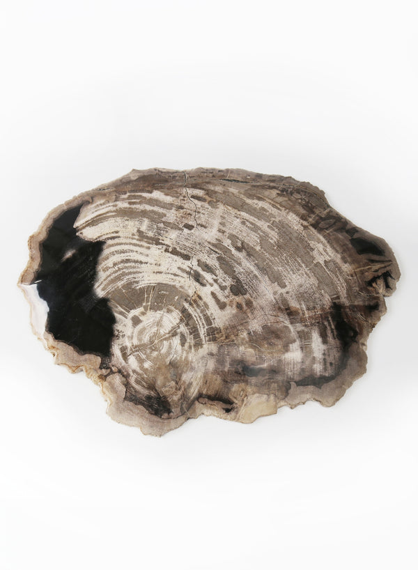 Large Petrified Wood Plate - front 2