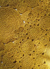 FLEUR RAFFIA PLACEMATS - Set of Two - Yellow - Lifestyle 