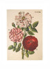 John Derian - EVERYTHING ROSES -Notebooks - 1