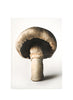 THE GOURMAND’S MUSHROOM - Cover - Front